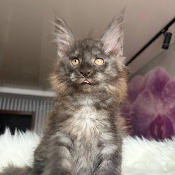 Maine Coon EZ Xavier