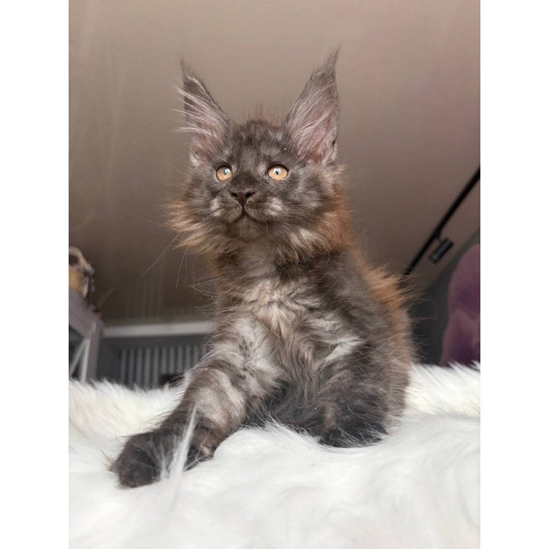 Maine Coon EZ Xavier