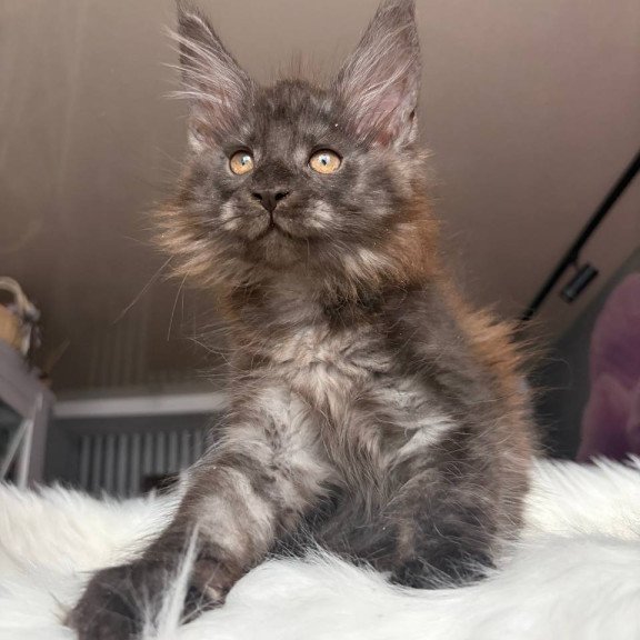 Maine Coon EZ Xavier