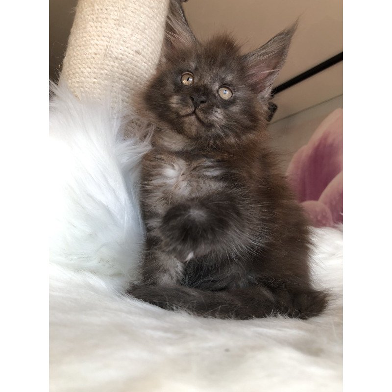 Maine Coon EZ Xavier
