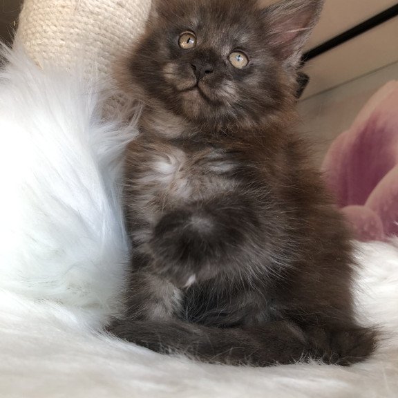 Maine Coon EZ Xavier