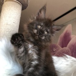 Maine Coon EZ Xavier