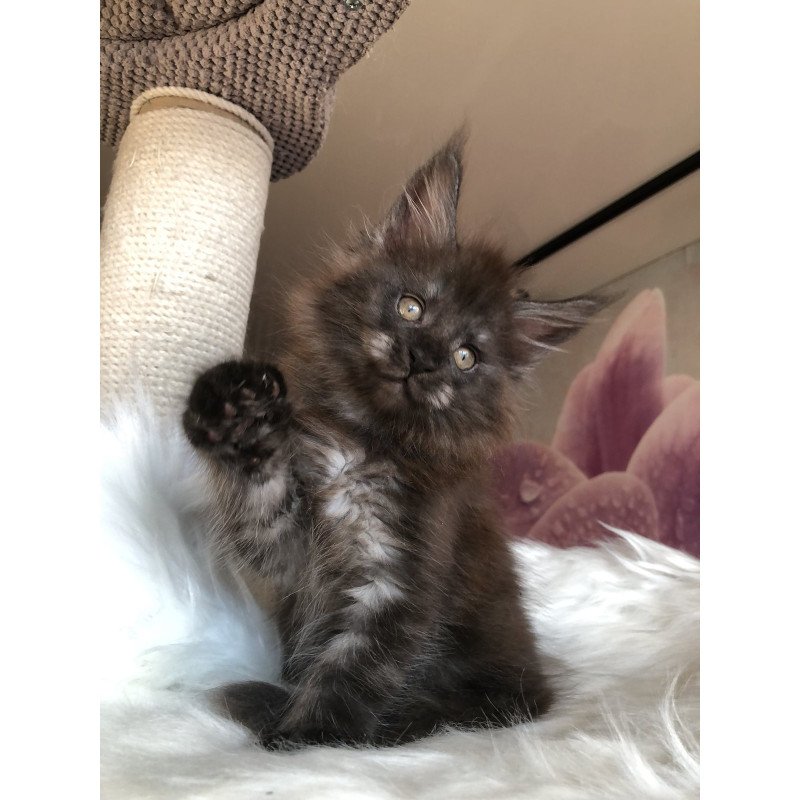Maine Coon EZ Xavier