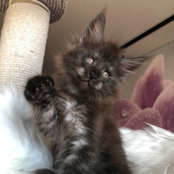 Maine Coon EZ Xavier