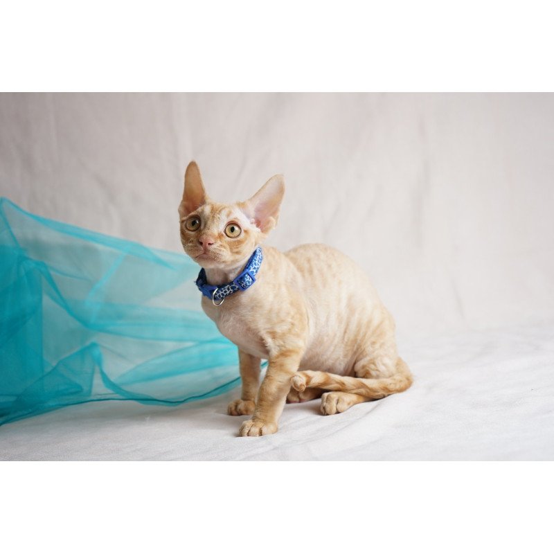 Devon Rex NOV Leo