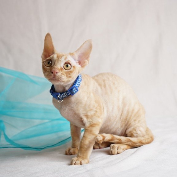 Devon Rex NOV Leo