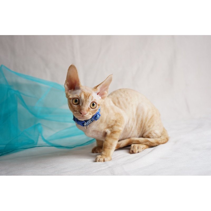 Devon Rex NOV Leo