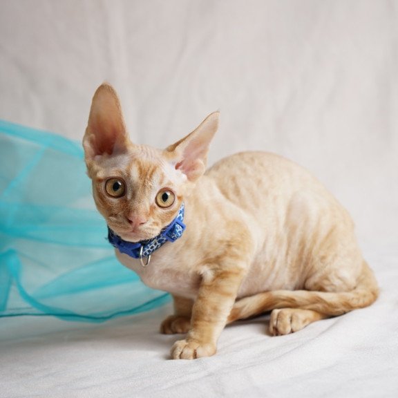 Devon Rex NOV Leo