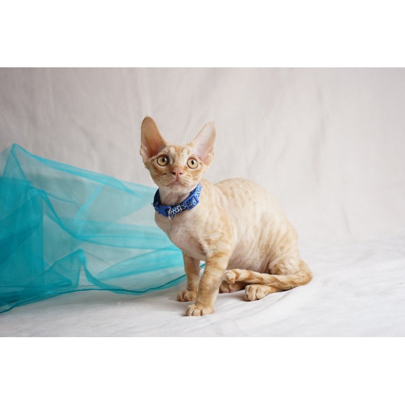 Devon Rex NOV Leo
