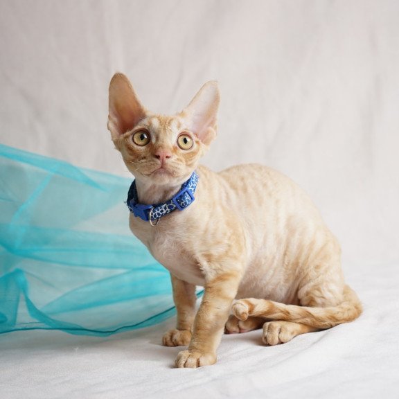 Devon Rex NOV Leo
