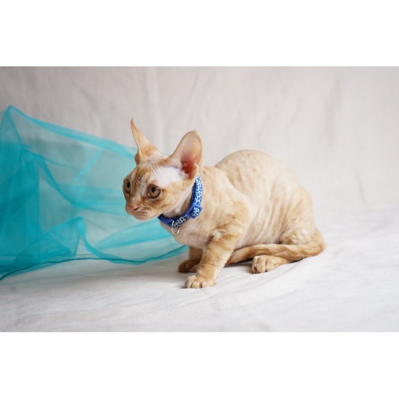 Devon Rex NOV Leo