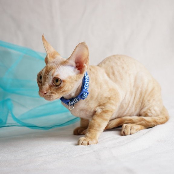 Devon Rex NOV Leo