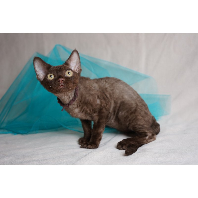 Devon Rex NOV Makar