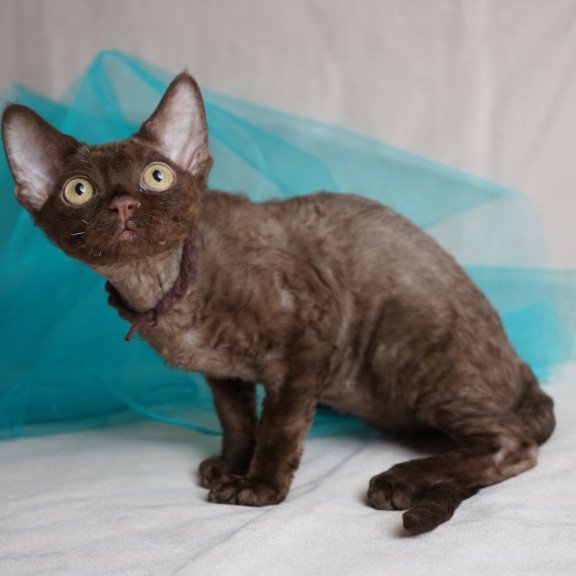 Devon Rex NOV Makar