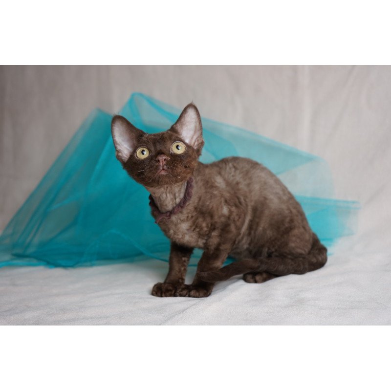 Devon Rex NOV Makar