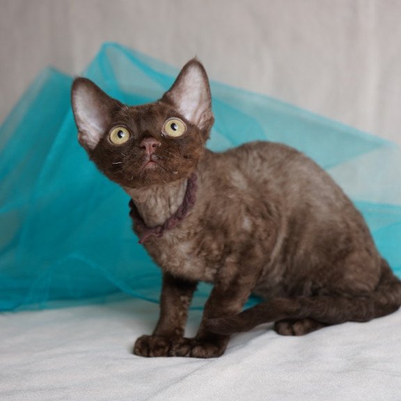Devon Rex NOV Makar
