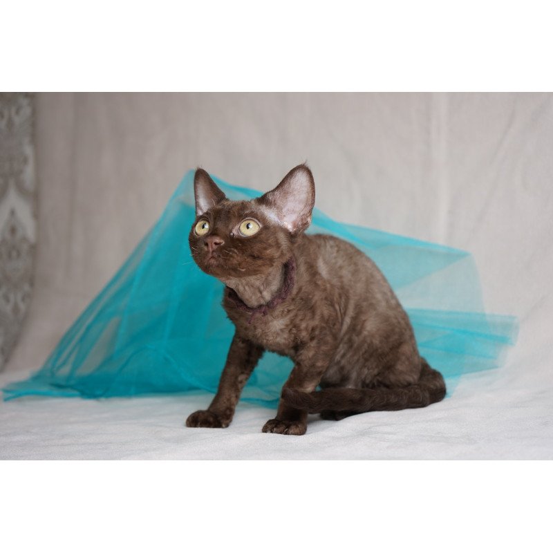 Devon Rex NOV Makar