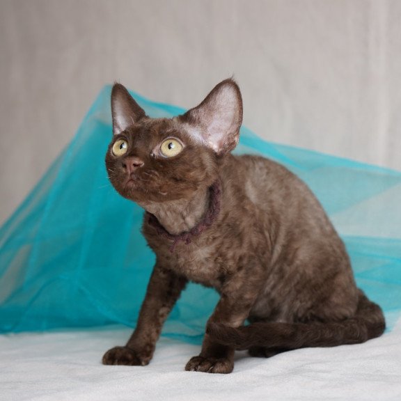 Devon Rex NOV Makar