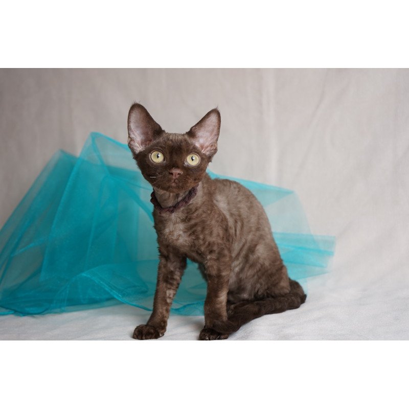 Devon Rex NOV Makar