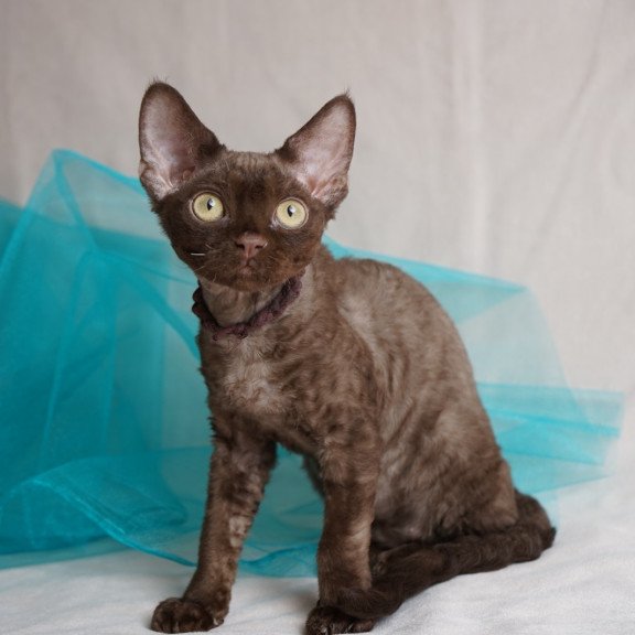 Devon Rex NOV Makar