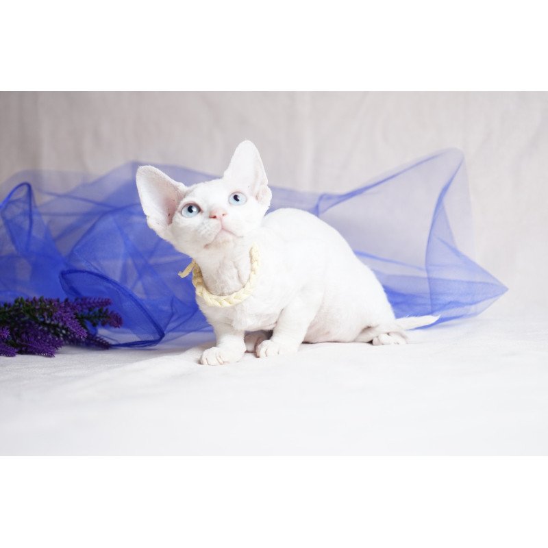 Devon Rex NOV Naitiri