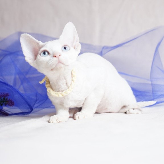 Devon Rex NOV Naitiri