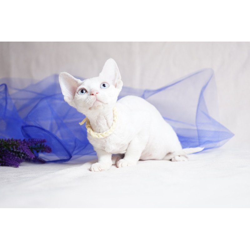 Devon Rex NOV Naitiri