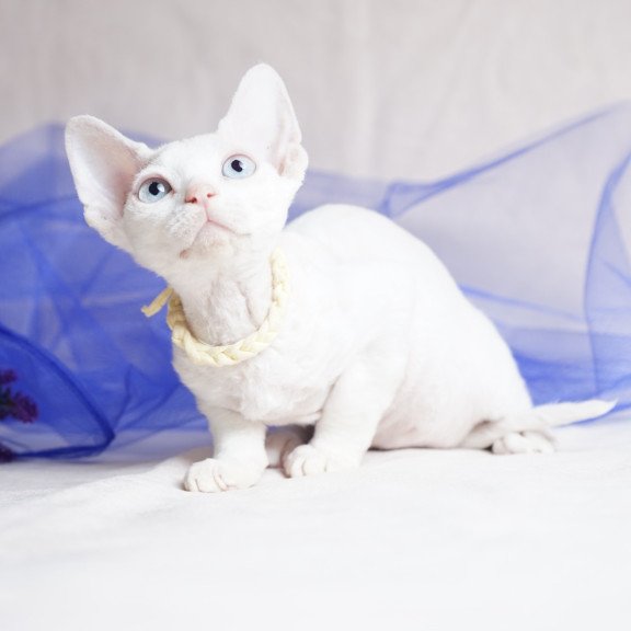 Devon Rex NOV Naitiri