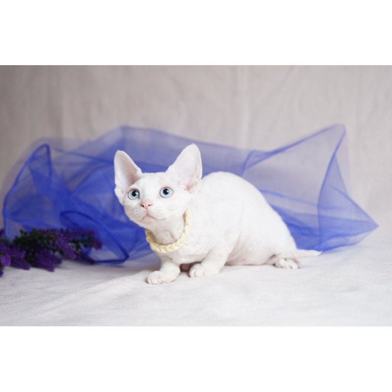Devon Rex NOV Naitiri