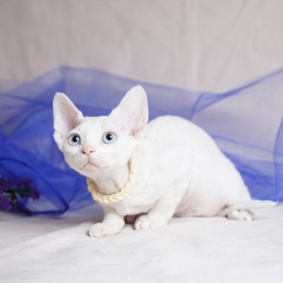 Devon Rex NOV Naitiri