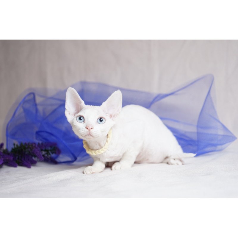 Devon Rex NOV Naitiri