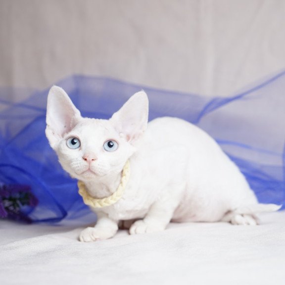 Devon Rex NOV Naitiri