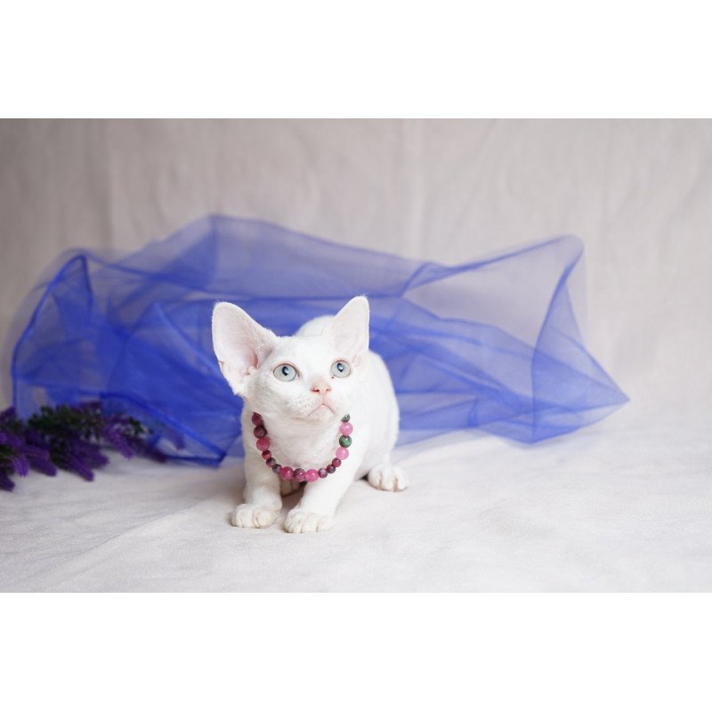Devon Rex NOV Nika