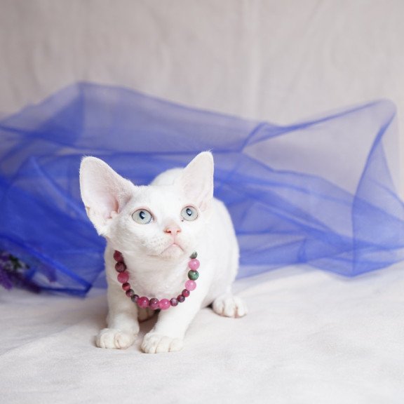 Devon Rex NOV Nika