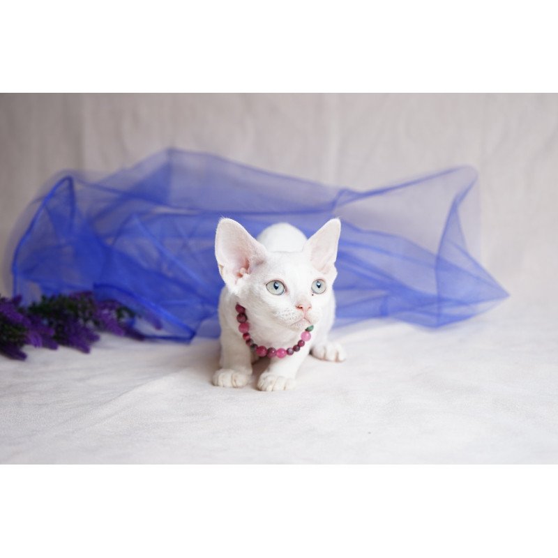 Devon Rex NOV Nika