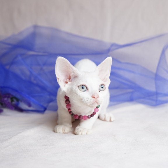 Devon Rex NOV Nika