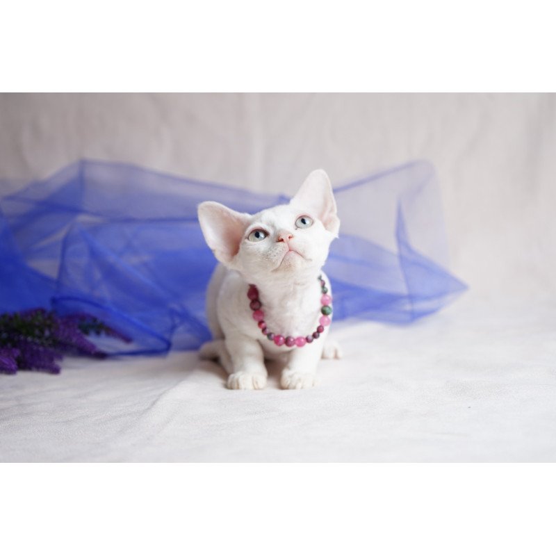 Devon Rex NOV Nika