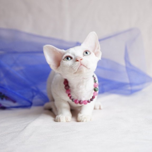 Devon Rex NOV Nika