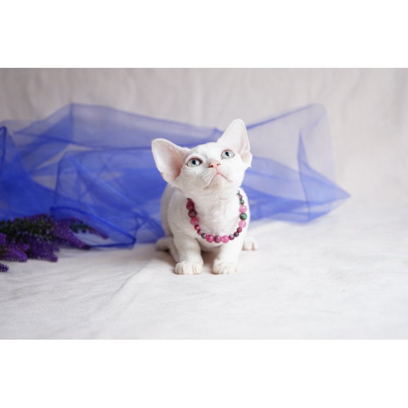 Devon Rex NOV Nika