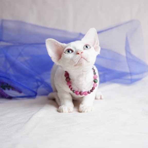 Devon Rex NOV Nika
