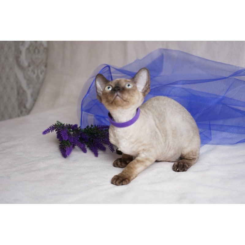 Devon Rex NOV Naila