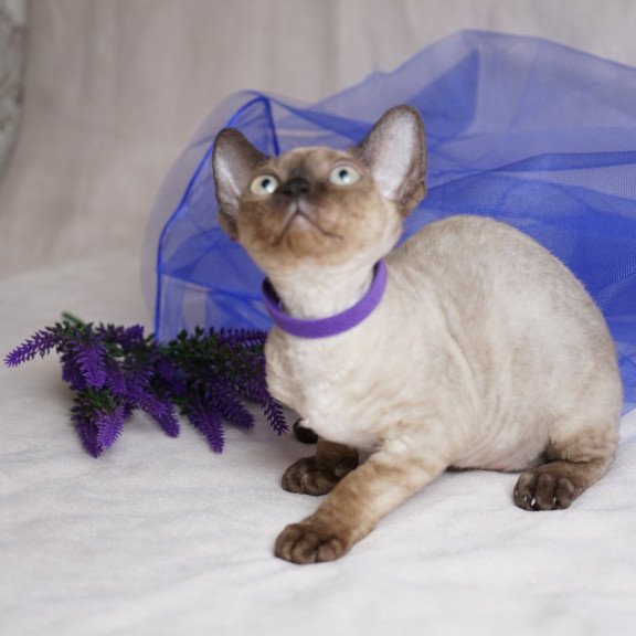 Devon Rex NOV Naila