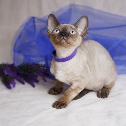 Devon Rex NOV Naila