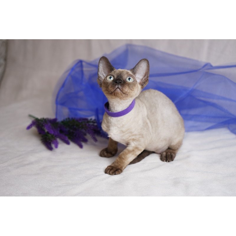 Devon Rex NOV Naila