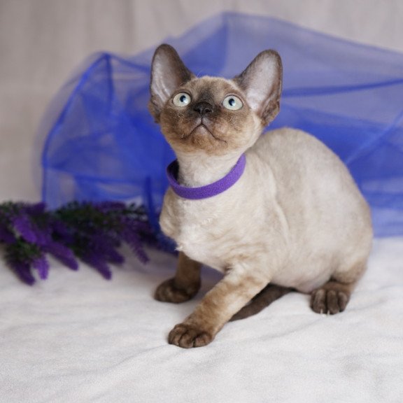 Devon Rex NOV Naila