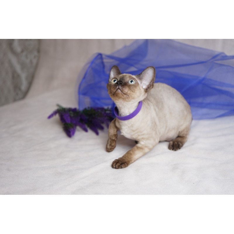 Devon Rex NOV Naila