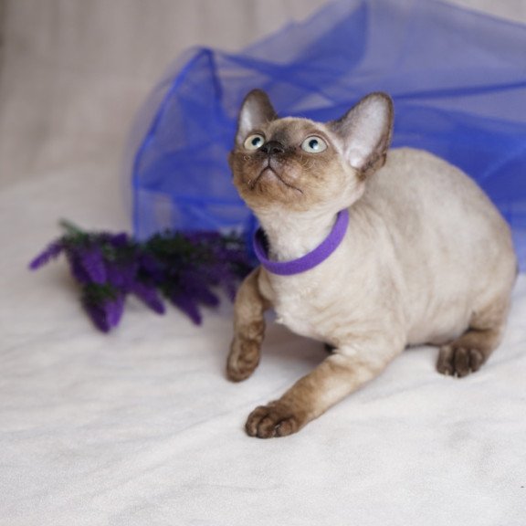 Devon Rex NOV Naila