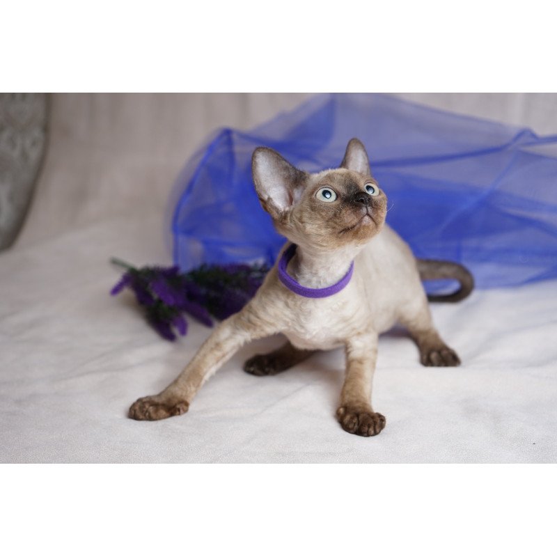Devon Rex NOV Naila
