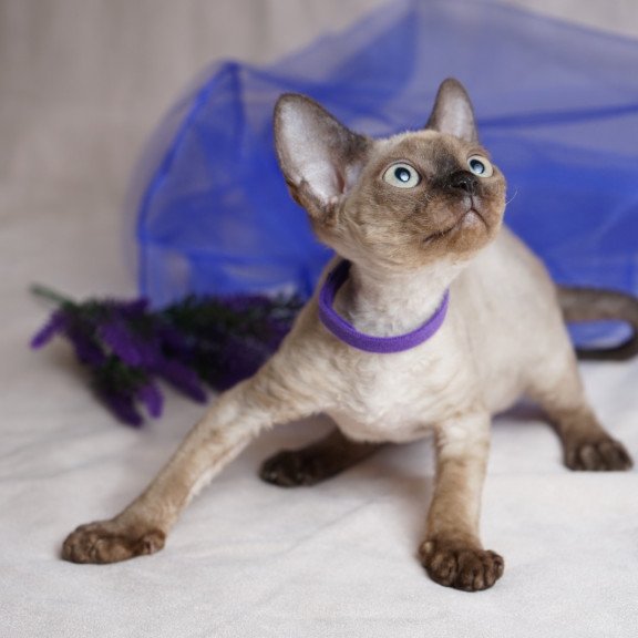 Devon Rex NOV Naila