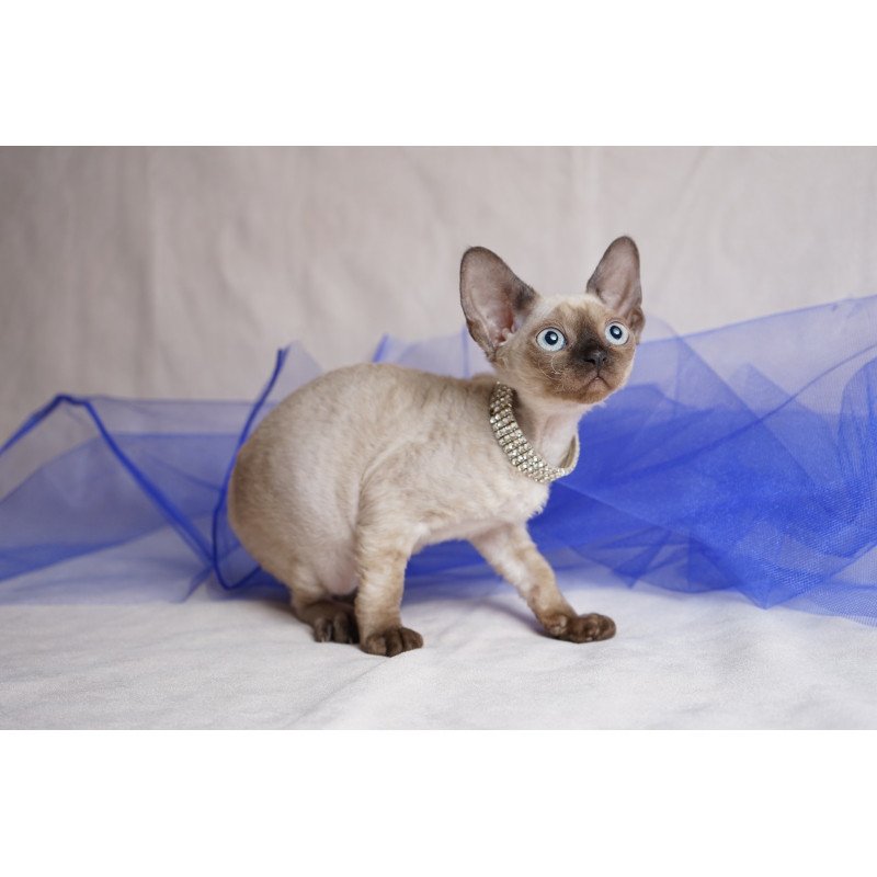Devon Rex NOV Nona